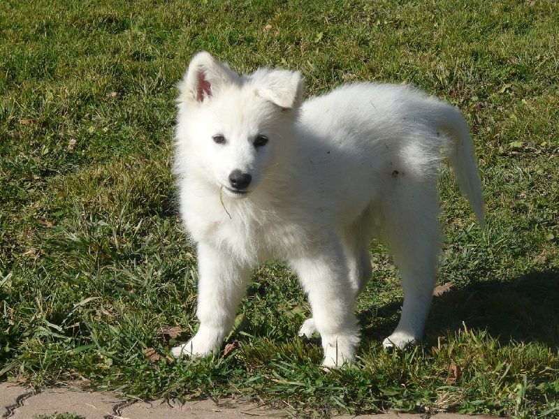 Loup De La Grange De La Forêt